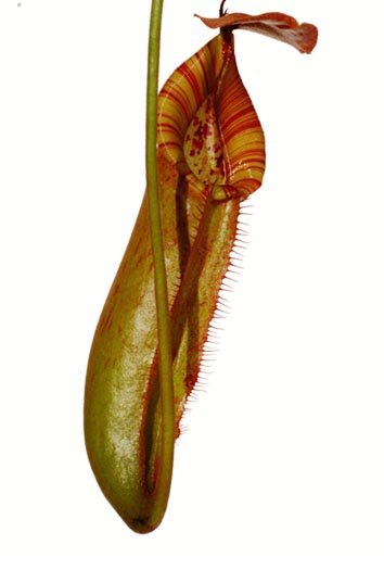 Nepenthis